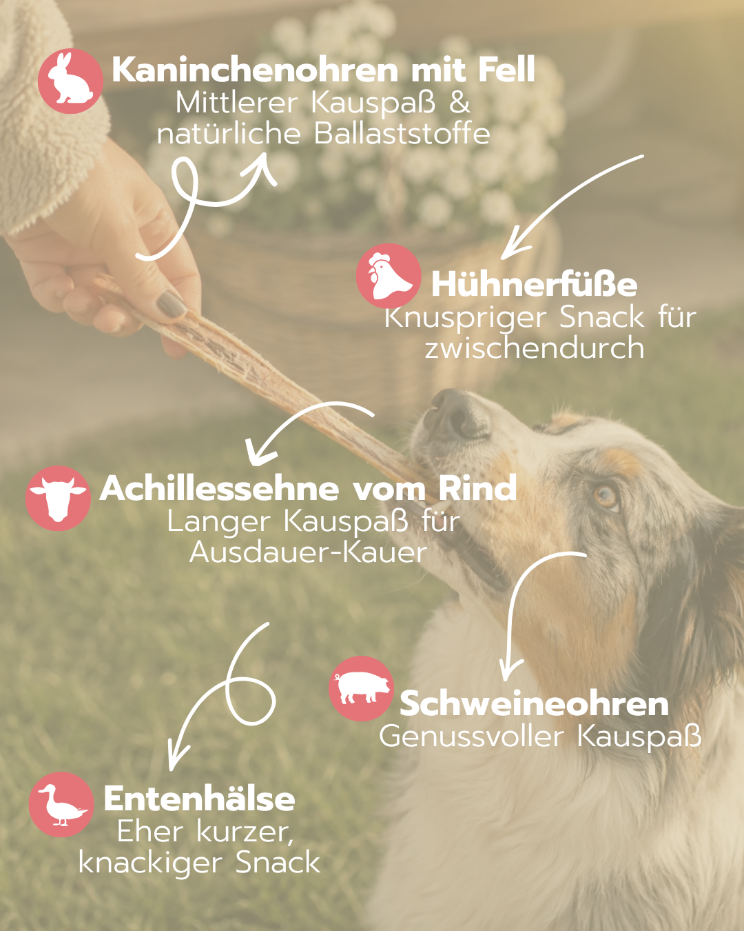 Knabbertüte | Pick & Mix Kauartikel für Hunde