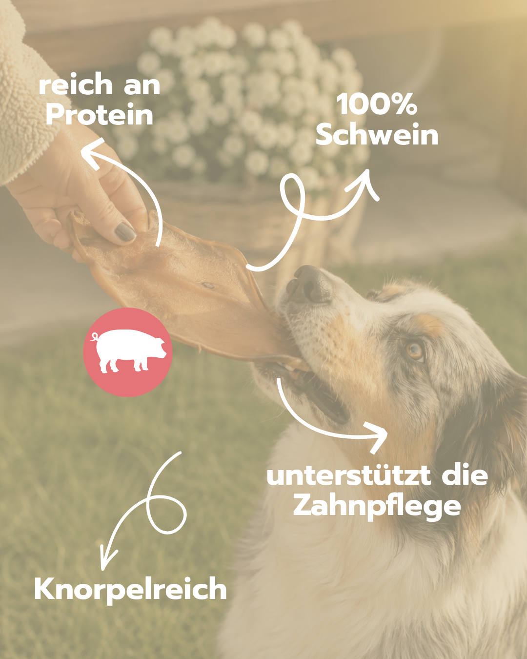 Schweineohren | Naturkauartikel für Hunde