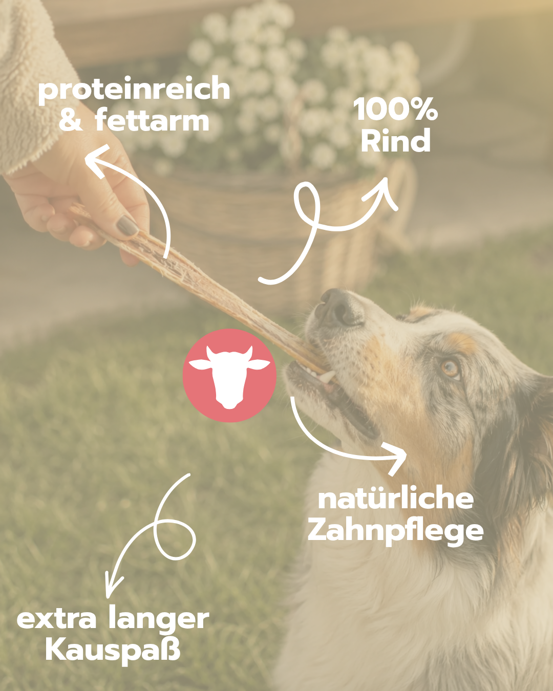 Achillessehne Rind | Naturkauartikel für Hunde