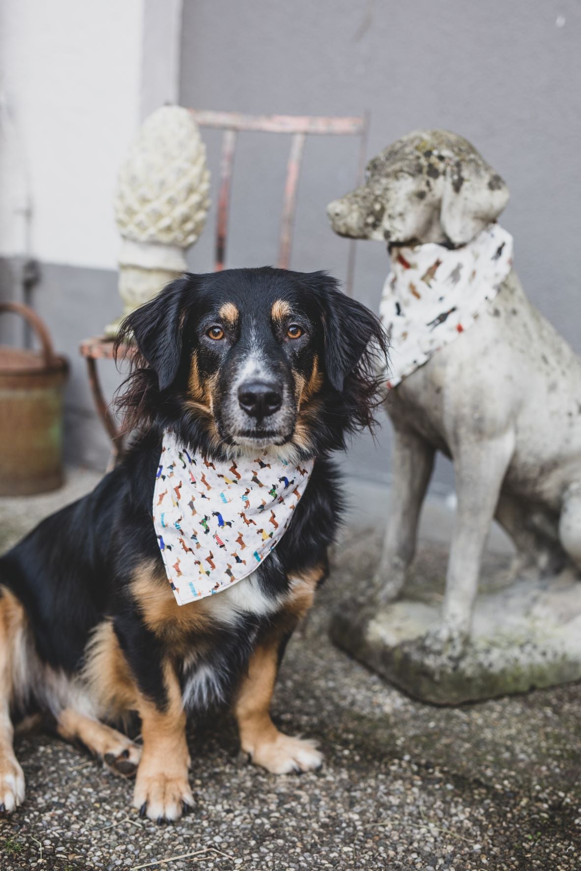 Halstuch für den Hund I Trendsetter