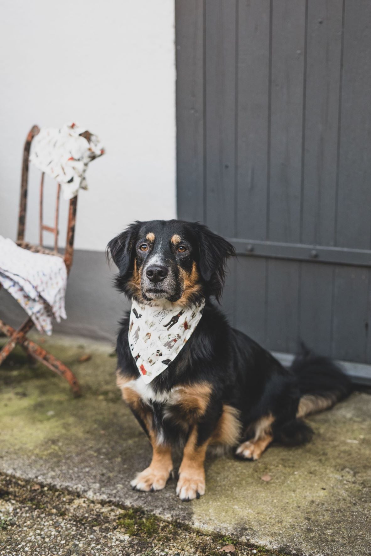 Halstuch für den Hund I Trendsetter